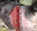 Νέα Λιόσια: Έκοψε το λαρύγγι του σκύλου με επαγγελματικό μαχαίρι αλλά του ξέφυγε